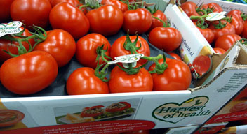 Bio Harvest Tomaten 500 gr.