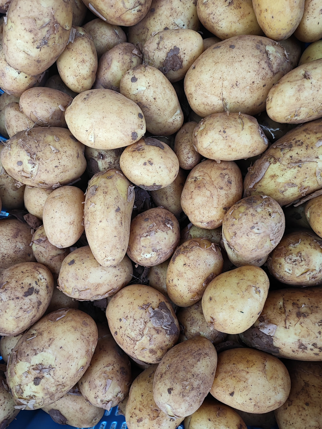 Kartoffeln Annabelle festkochend 2,5 kg