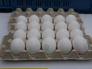 10 Stck. Bodenhaltung Eier weiß