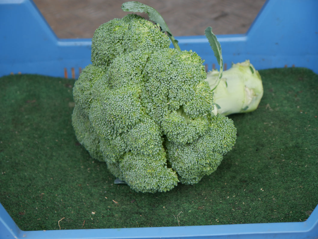 Broccoli 400 gr. Spanien