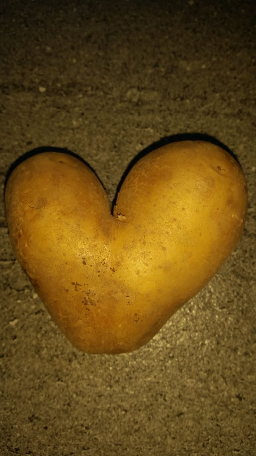 Kartoffeln Annabelle festkochend 12,5 kg