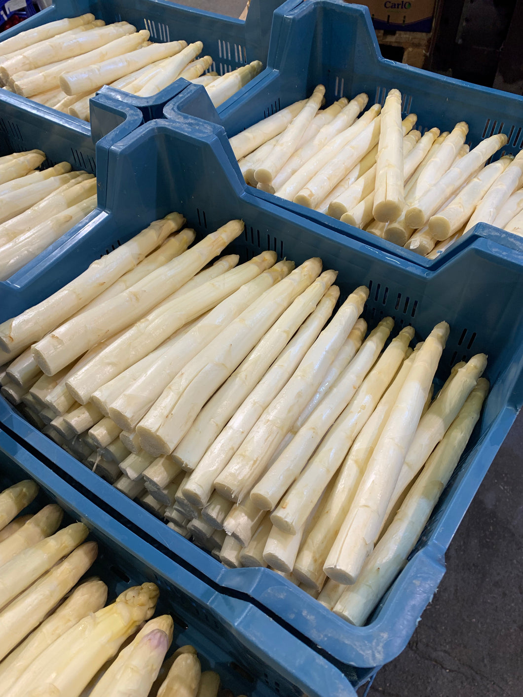 Spargel Weiss mittlere Stärke   5 Kg lose.