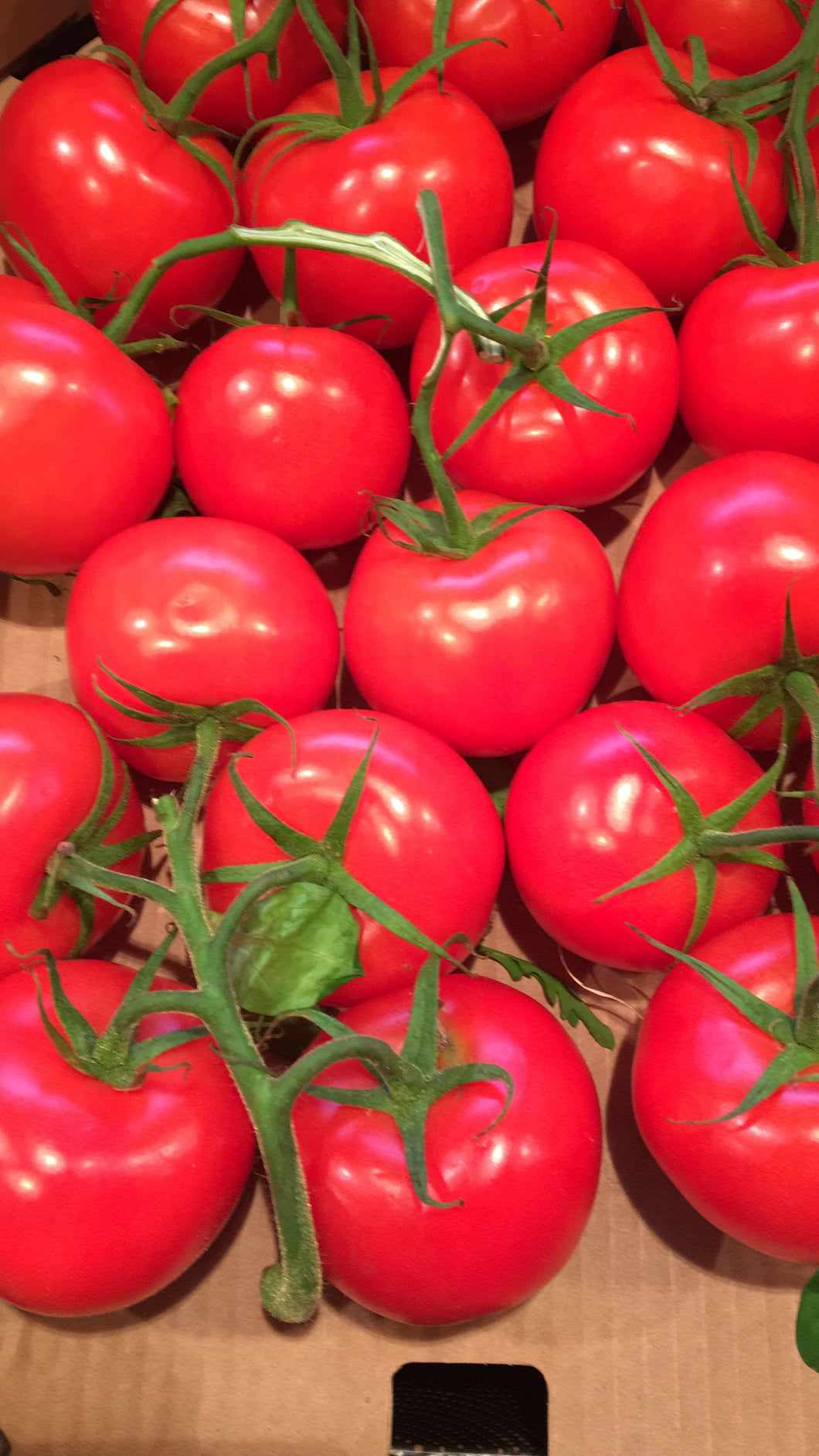 Bio Strauch Tomaten 1 kg